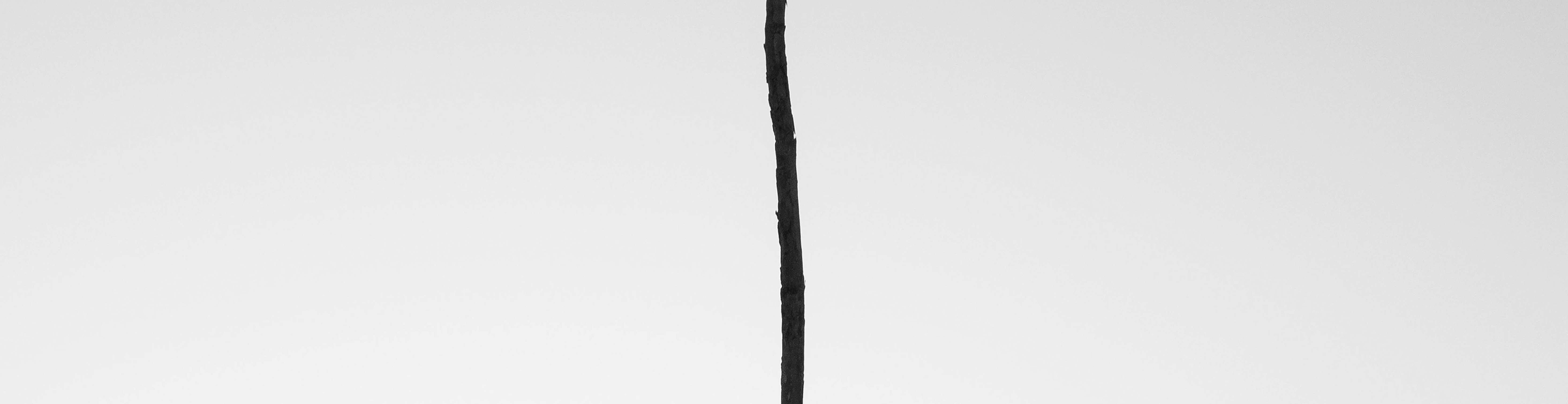 tree branch